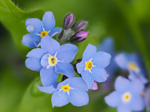 Bosvergeet-mij-nietje (Myosotis sylvatica)